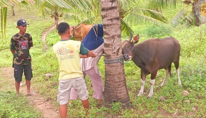 Ribuan Sapi di Gorontalo Terserang Penyakit Mulut dan Kuku