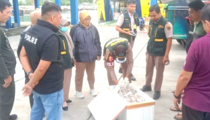 Puluhan Hewan Siap Konsumsi Disita Petugas Gabungan di Pelabuhan Gorontalo