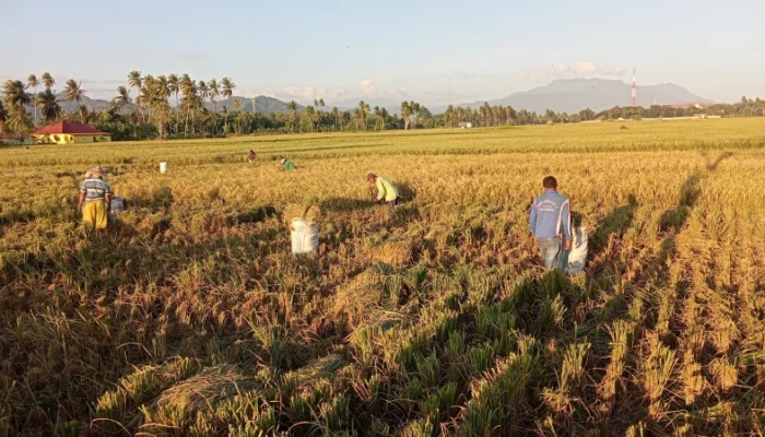 Belasan Ribu Hektar Sawah di Kabupaten Gorontalo Mulai Panen, Harga Beras Segera Turun?