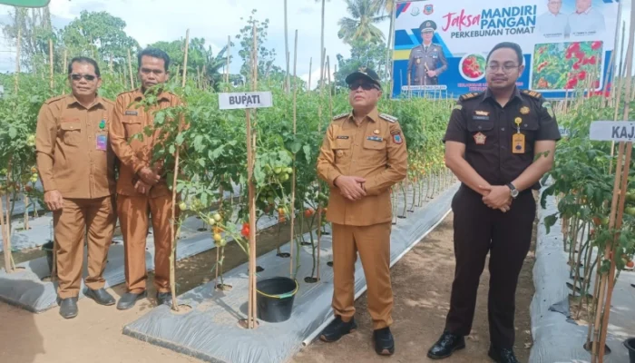Program Mandiri Pangan: Bupati Sofyan Dorong Petani Tingkatkan Produksi Tomat