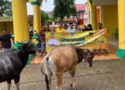 Momentum Iduladha, Golkar Kabgor Sembelih Dua Hewan Kurban