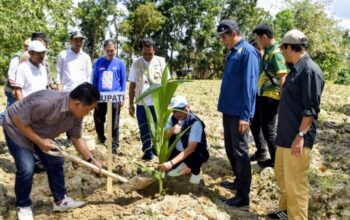 Kabupaten Gorontalo Perkuat Sentra Kelapa, Ribuan Bibit Dibagikan ke Petani Mootilango