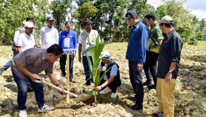 Kabupaten Gorontalo Perkuat Sentra Kelapa, Ribuan Bibit Dibagikan ke Petani Mootilango