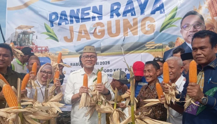Panen Raya di Pulubala, Menko Pangan Zulhas Puji Jagung Gorontalo: “Besar-Besar”